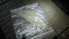 ヤリイカの釣果