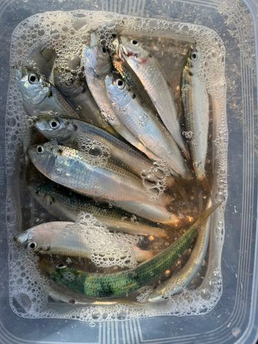 サッパの釣果