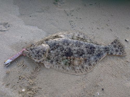ヒラメの釣果