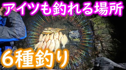 カレイの釣果