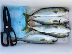 ツバイソの釣果