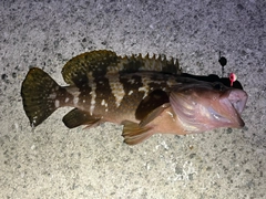 キジハタの釣果