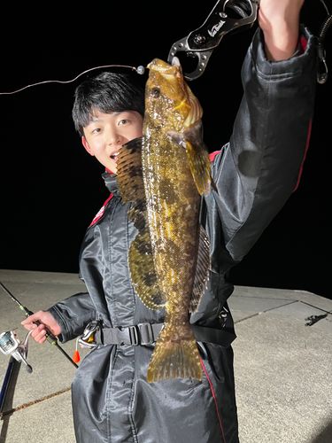 アイナメの釣果