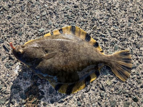 ヌマガレイの釣果
