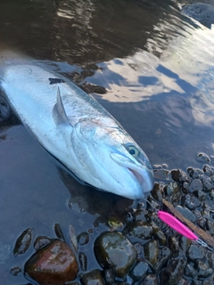 ニジマスの釣果