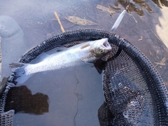 ニジマスの釣果