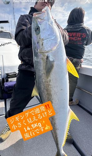 ヒラマサの釣果