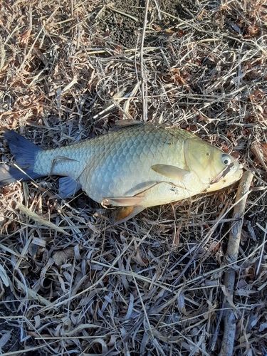 ヘラブナの釣果