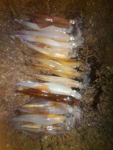 ヤリイカの釣果
