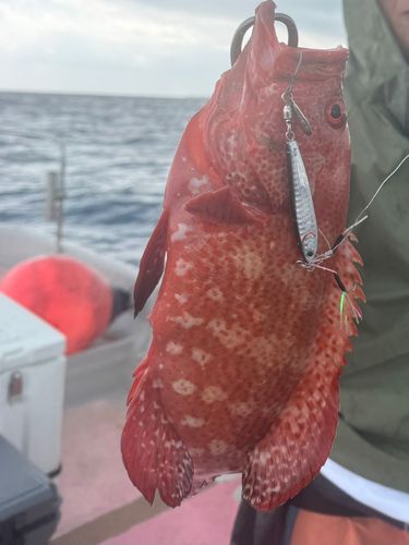 アザハタの釣果