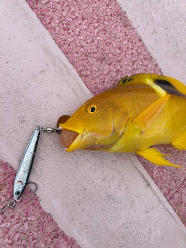 タキベラの釣果