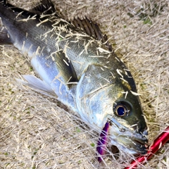 フッコ（マルスズキ）の釣果