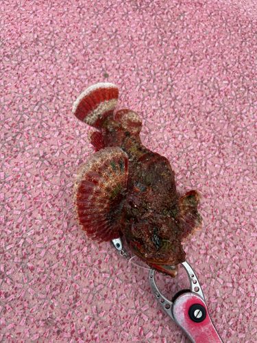 オニダルマオコゼの釣果