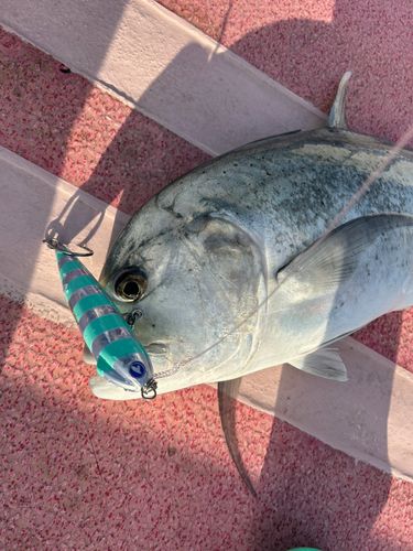 GTの釣果
