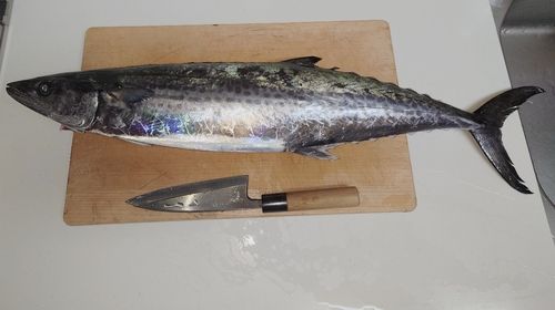 サワラの釣果