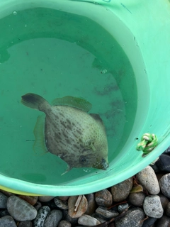 カワハギの釣果
