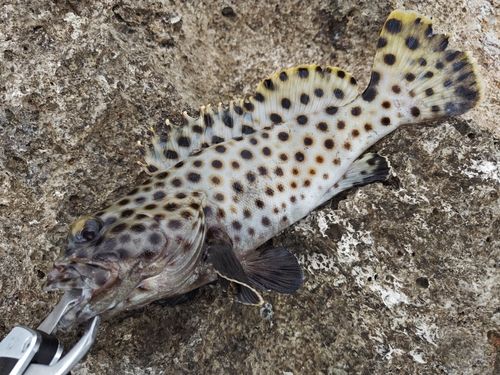 キビレハタの釣果