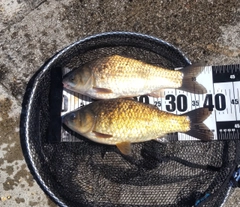フナの釣果