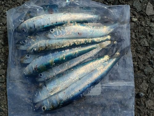 マイワシの釣果
