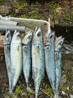 サバの釣果