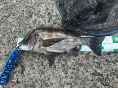 クロダイの釣果