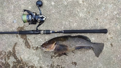 アイナメの釣果