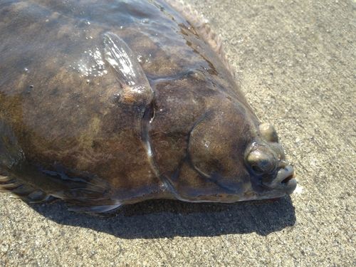 マコガレイの釣果