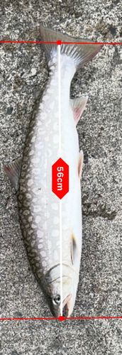 ウミアメの釣果