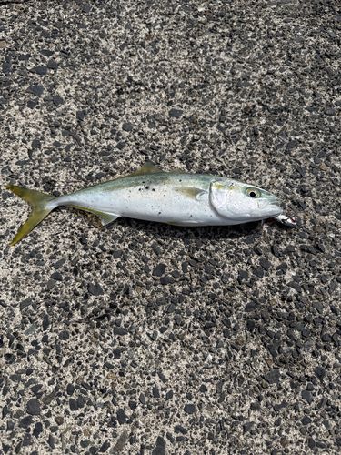 ツバスの釣果