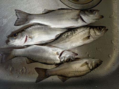 セイゴ（ヒラスズキ）の釣果