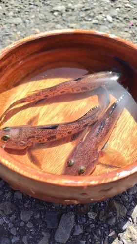 アカハゼの釣果