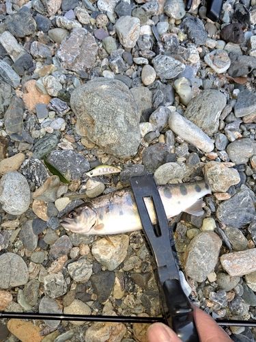 ヤマメの釣果