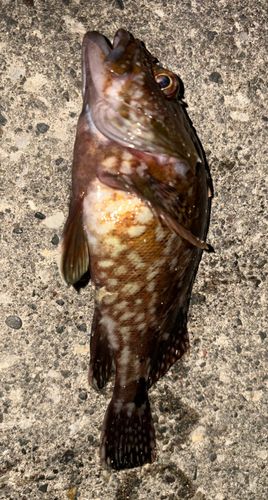 カサゴの釣果