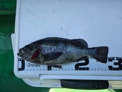 クロメバルの釣果