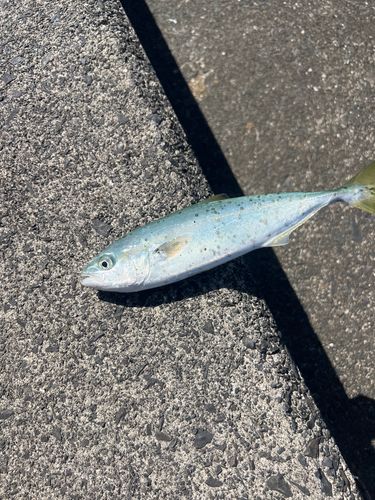 ブリの釣果