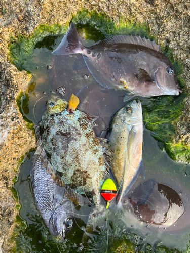 サンノジの釣果