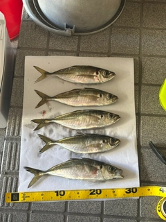 アジの釣果
