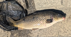 コイの釣果