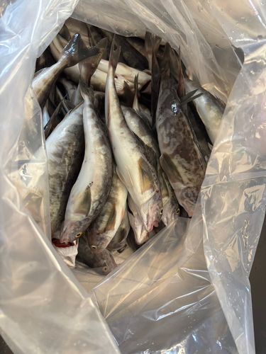 ホッケの釣果