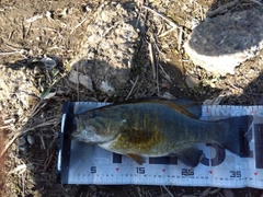 スモールマウスバスの釣果