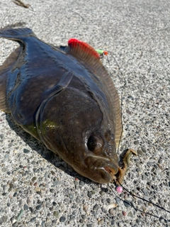 イシガレイの釣果