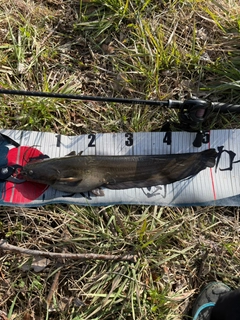 ニホンナマズの釣果