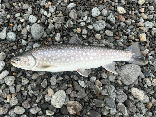 アメマスの釣果