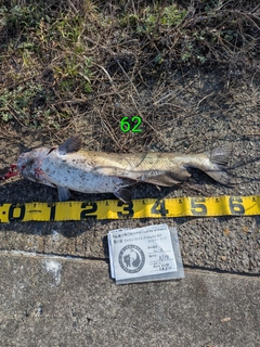 アメリカナマズの釣果