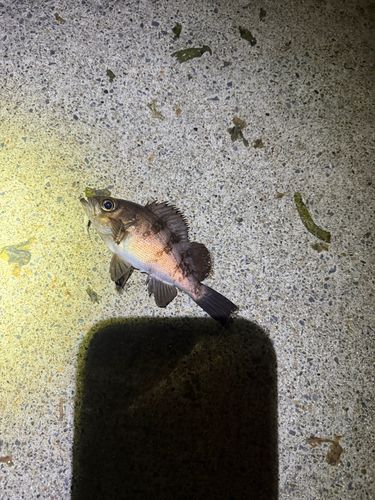 メバルの釣果