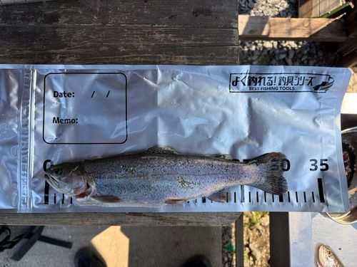 ニジマスの釣果