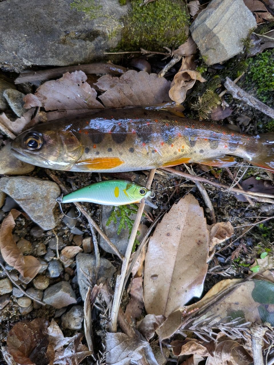 AbuGarcia トラウティン マーキス ナノ TMNC-485UL II TEの最安値