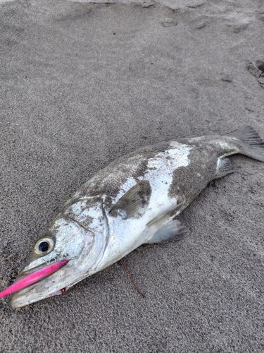 ヒラスズキの釣果