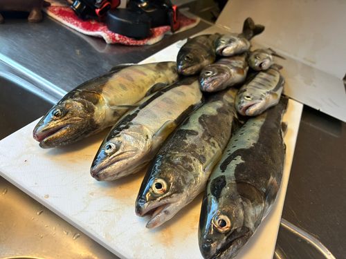 ヤマメの釣果