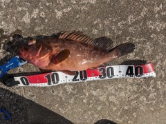 アコウの釣果